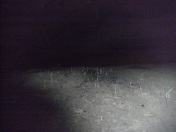 Plantas crescem no escuro da Cueva de la Vaca, em San Gil, na Colômbia